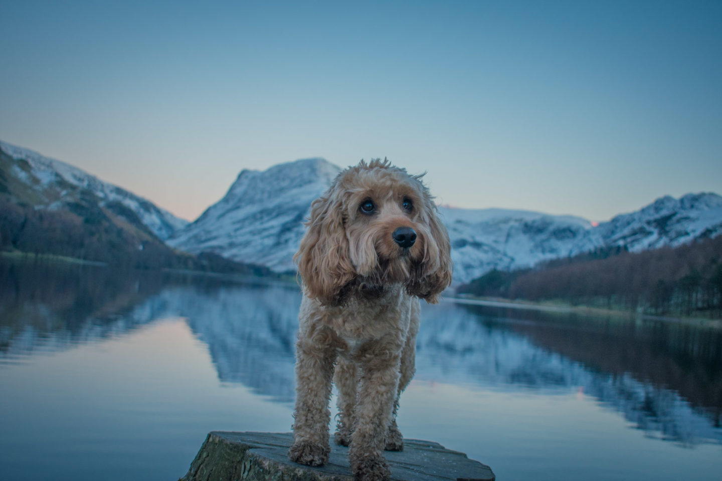 Dog Friendly Lake District – Best Bits