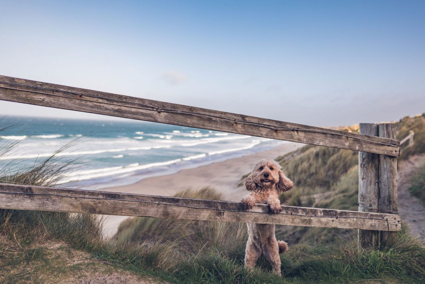 8 of the best dog friendly beaches in Cornwall