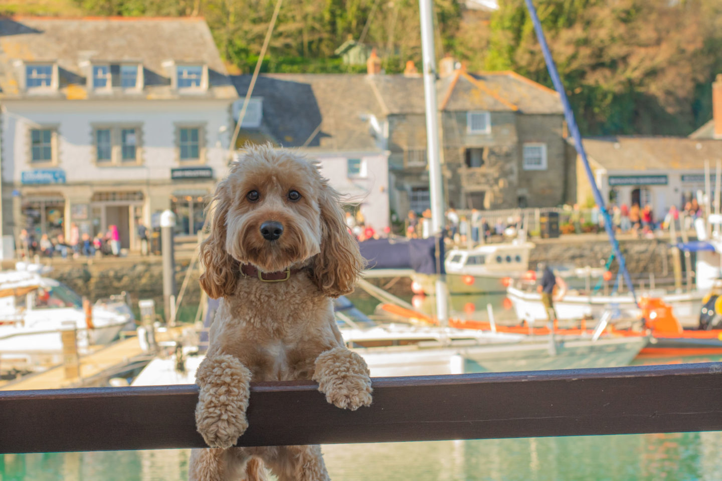 Dog Friendly Cornwall – Best Bits