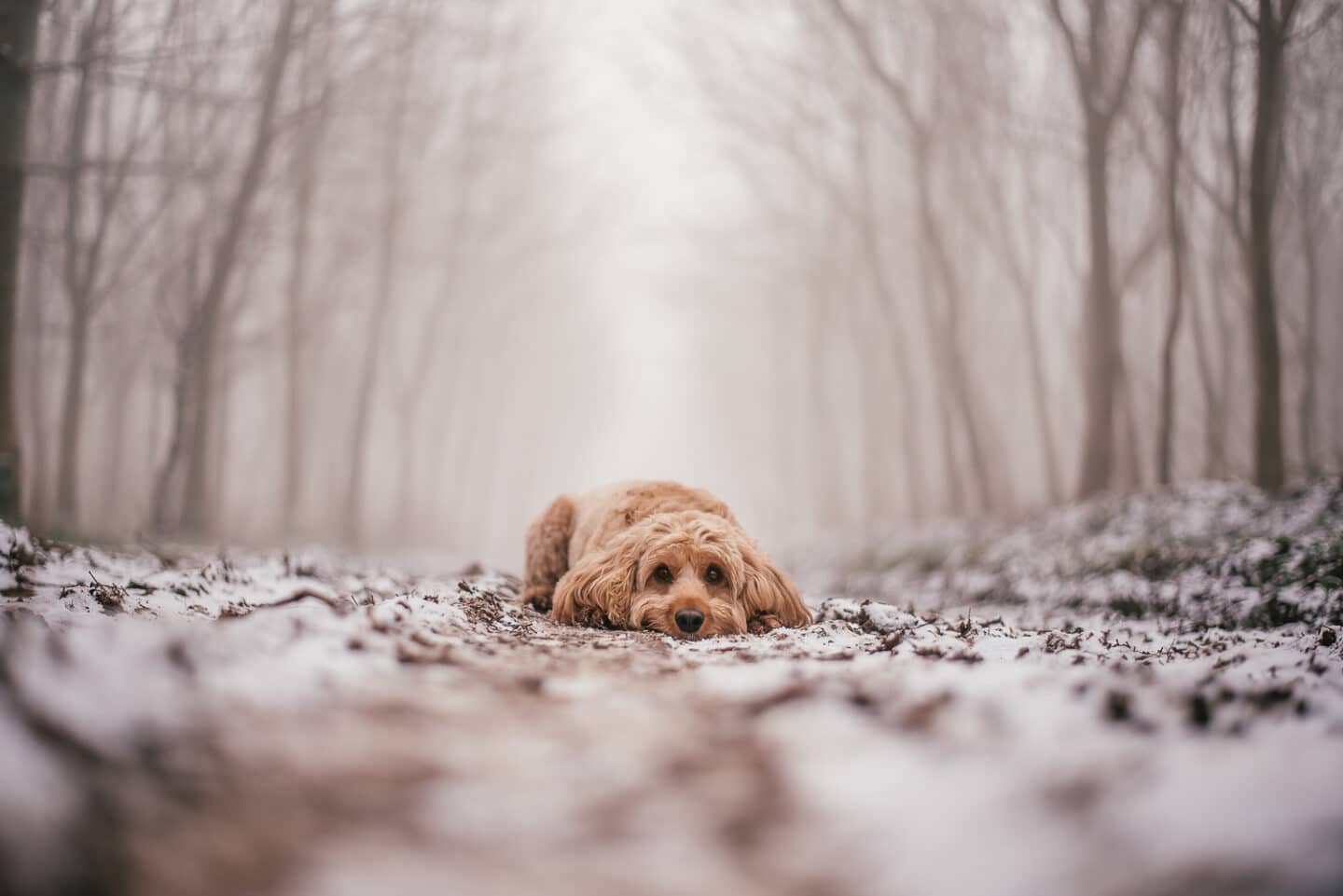 Light ginger dog lying on snowy ground in a woodland. Misty trees in the background.