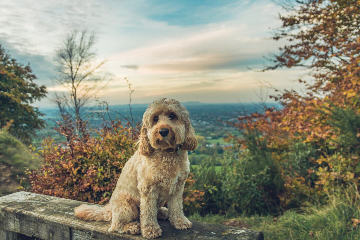 Cute dog sitting on a bench at sunset with autumn trees in the background while on a dog walk. 