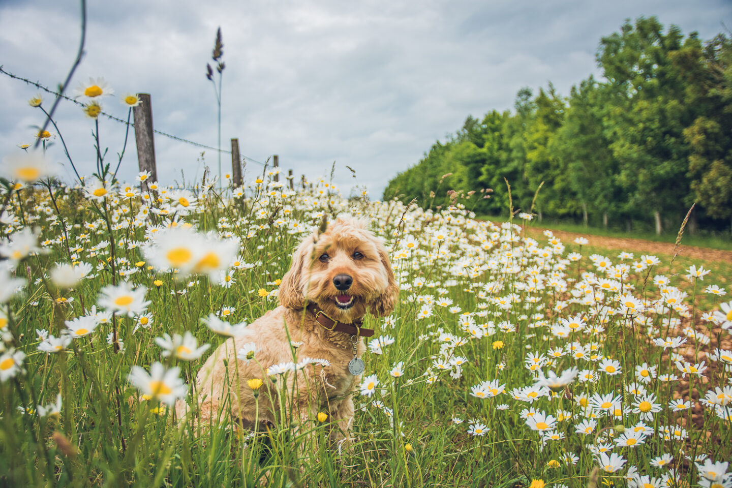 Happy cockapoo dog sitting amongst a field of wild daisies while on a dog walk.