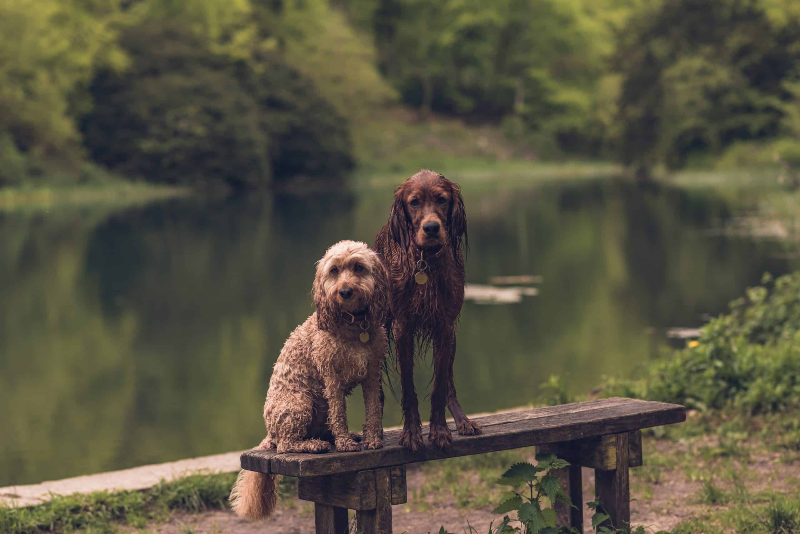 Circular dog sale walks near me